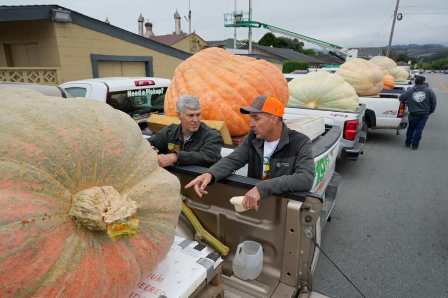 Brian Werner, right, of Gridley, Calif., talks about his pumpkin before it was weighed at the Safeway 50th World Championship Pumpkin Weigh-Off in Half Moon Bay, Calif., Monday, Oct. 9, 2023. (AP Photo/Eric Risberg)