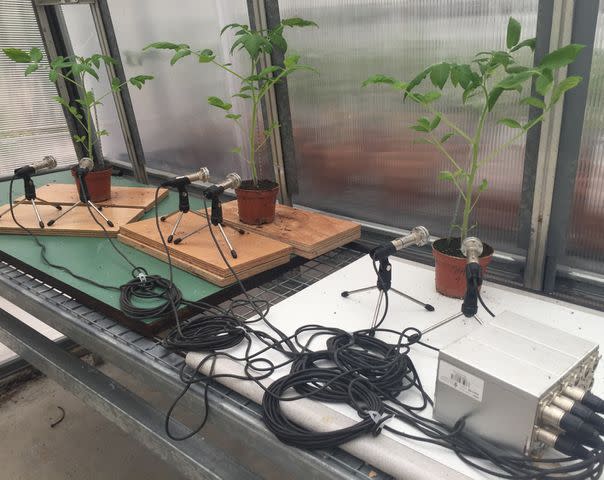 <p>Ohad Lewin-Epstein</p> Three tomato plants whose sounds are being recorded in a greenhouse