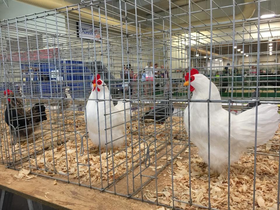 Live birds are banned at agricultural fairs during bird flu outbreaks to avoid spreading infections. These fake chickens were on display at the Cabarrus County, N.C., fair in 2015, a previous H5N1 outbreak year. <a href="https://www.gettyimages.com/detail/news-photo/real-birds-banned-at-state-fairs-due-to-bird-flu-these-are-news-photo/582537669" rel="nofollow noopener" target="_blank" data-ylk="slk:Elizabeth W. Kearley via Getty Images;elm:context_link;itc:0;sec:content-canvas" class="link ">Elizabeth W. Kearley via Getty Images</a>