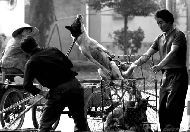 Dogs were publicly slaughtered to ensured "freshness". (ChinaSMACK photo)