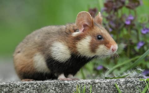 A wild hamster in Vienna - Credit: BBC