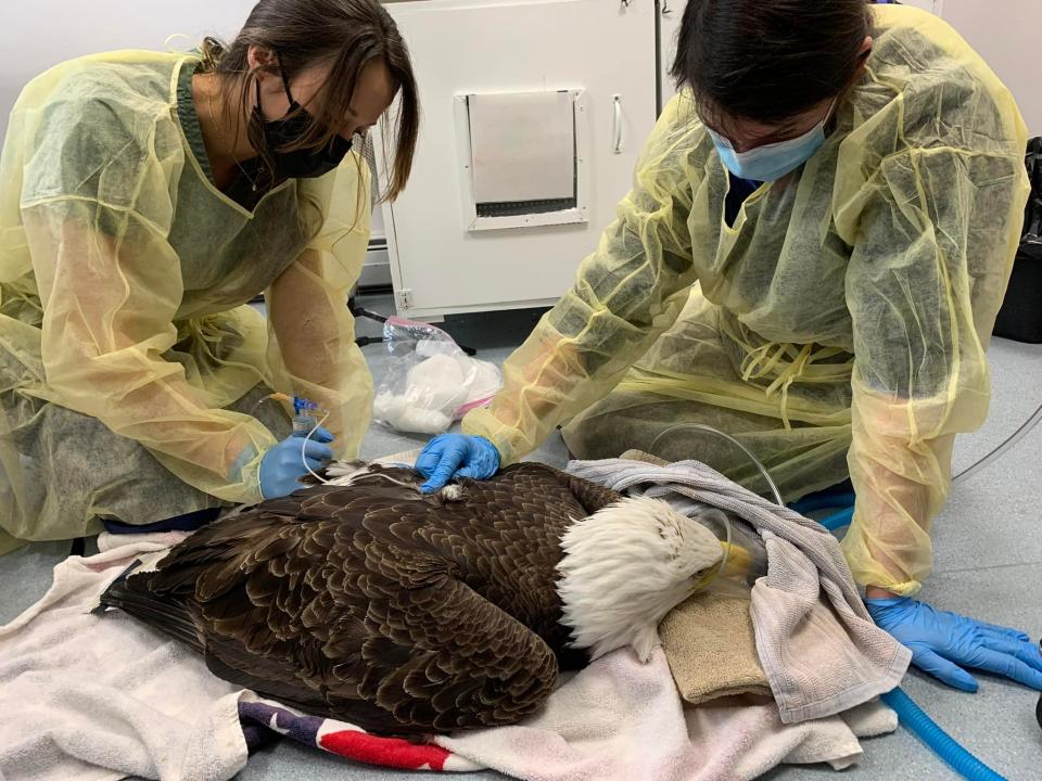 Members of the veterinary team at the New England Wildlife Centers' Birdsey center in Barnstable treat MK, a beloved bald eagle who's nested for a number of years in the Mystic River Watershed with her mate, KZ. Despite best efforts, MK died, likely from having ingested rat poison through tainted prey.