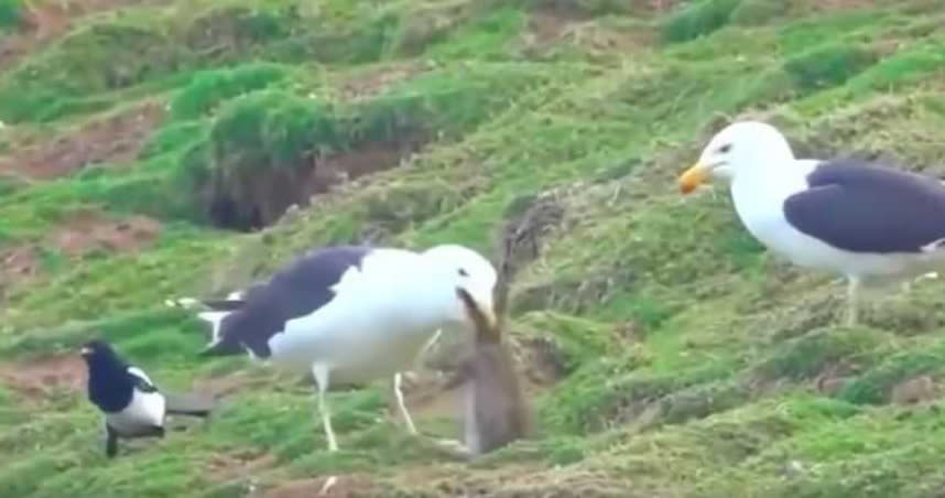 網路瘋傳一段海鷗一口氣生吞野兔的影片，吞食過程花不到1分鐘。（圖／翻攝自臉書《明日科學》）