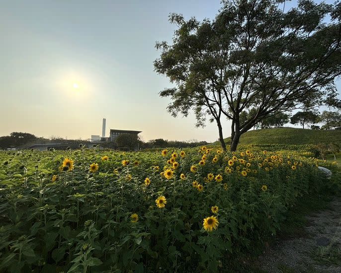 圖說：台中市后里環保公園廣達一公頃的向日葵花海正盛開，儼然成為最新打卡秘境。（記者鍾麗如攝）