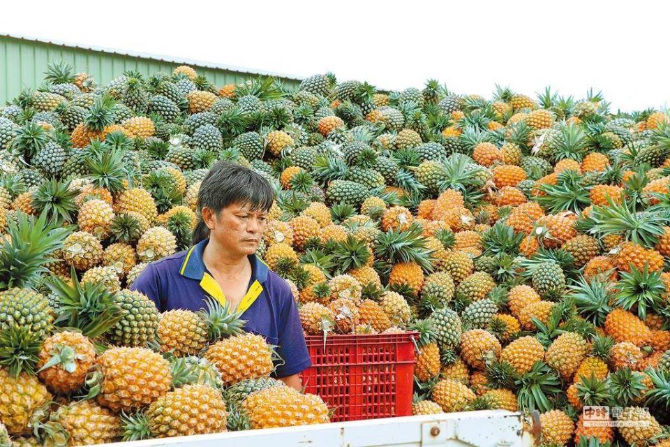 蔡政府鳳梨大騙局遭踢爆後 農委會回應。圖為鳳梨農民。（圖/本報資料照片）