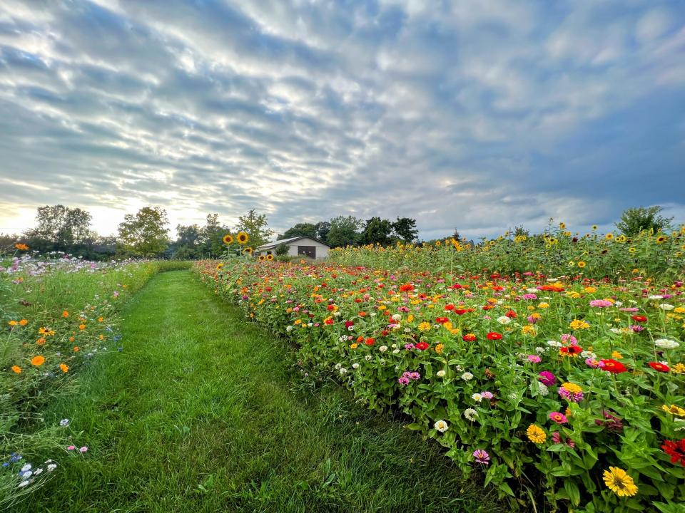 Chacko Farms is a passion project for owners Rachel Chacko and Caitlin Scroggins, who started the flower farm on Chacko’s parent’s property in Plymouth and opened it up to the community.