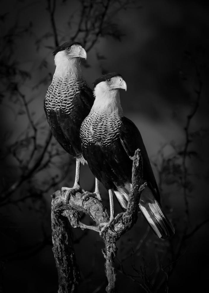 Gagnant de la catégorie monde naturel et faune (Dinorah Graue Obscura)