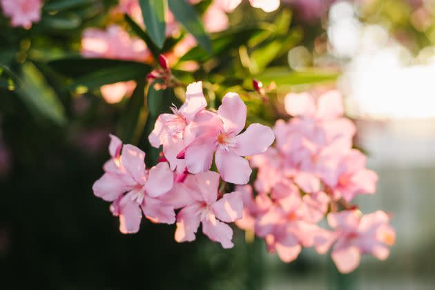 Ingesting any part of the oleander is dangerous to cats and dogs. (Photo: Anna Blazhuk via Getty Images)