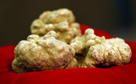 A set of truffles weighing 850 grams is seen during the international auction for truffles at the Grinzane Castle in Grinzane Cavour near Alba, Italy, November 12, 2017. REUTERS/ Stefano Rellandini