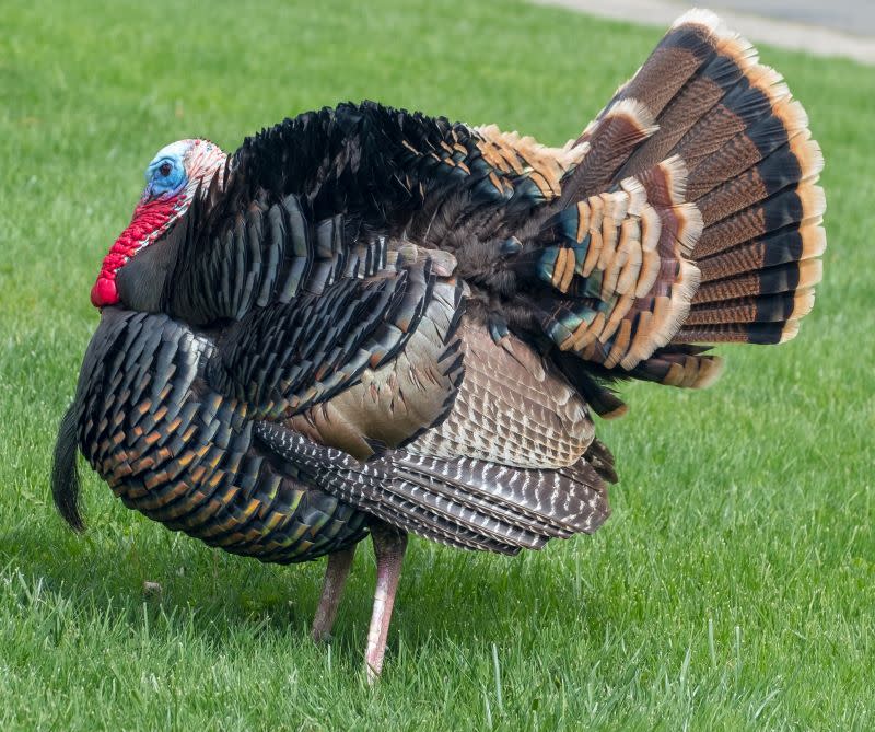 Turkey in a field