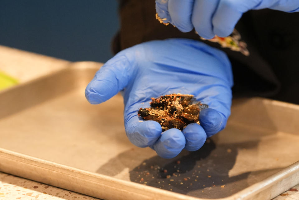 Zach Lemann, curator of animal collections for the Audubon Insectarium, prepares cicadas for eating at the insectarium in New Orleans, Wednesday, April 17, 2024. The insectarium plans to demonstrate ways to cook cicadas at the little in-house snack bar where it already serves dishes such as Southwest Waxworms with chili powder and crispy, cajun-spiced crickets. (AP Photo/Gerald Herbert)