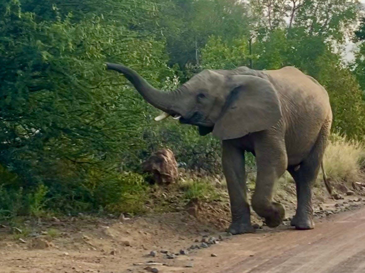 An elephant walking along a path lined with trees and bushes.