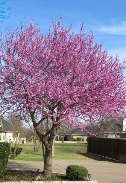 5) Redbud Tree