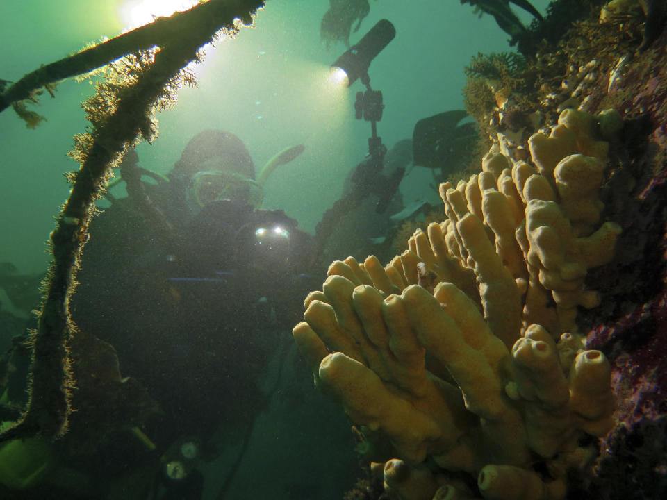 In this undated photo provided by Beagle Secretos del Mar, a diver shines light on marine life in Beagle Channel, Tierra del Fuego, Argentina. Argentina’s Congress approved on Wednesday, Dec. 12, 2018 two parks in the southernmost Argentine sea, increasing the country’s protected oceans to nearly 10 percent of its total territory and protecting habitat and feeding grounds for penguins, sea lions, sharks and other marine species. (Felix J L Zampelunghe/Beagle Secretos del Mar via AP)