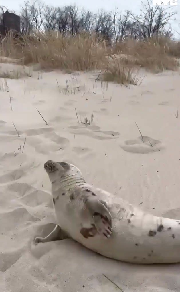 The seal was found Wednesday at a Coney Island beach. Mayor Eric Adams/V