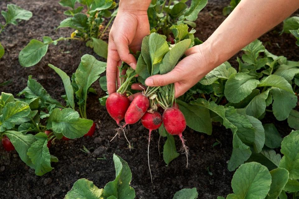 Hands pulling radishes from shady garden soil