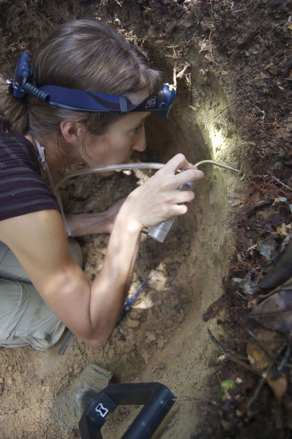 Ana Jesovnik collects a Sericomyrmex nest in the Brazilian Amazon