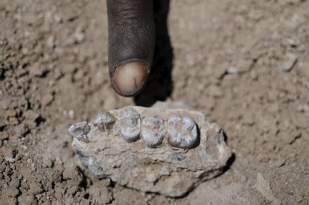 The holotype upper jaw of Australopithecus deyiremeda (BRT-VP-3/1) found in Ethiopia on March 4, 2011 is shown in this image released to Reuters on May 26, 2015. REUTERS/Yohannes Haile-Selassie/Cleveland Museum of Natural History/Handout via Reuters