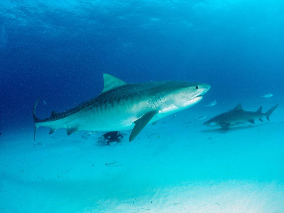 A tiger shark swimming in the water near the Bahamas.