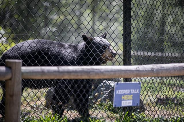 Decade-high number of black bears killed by B.C. conservation officers in  first 9 months of year, data shows