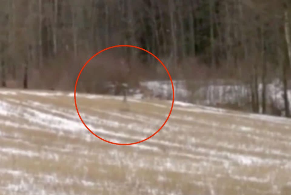 Footage claims to show an alien walking towards UFO. Photo: Youtube