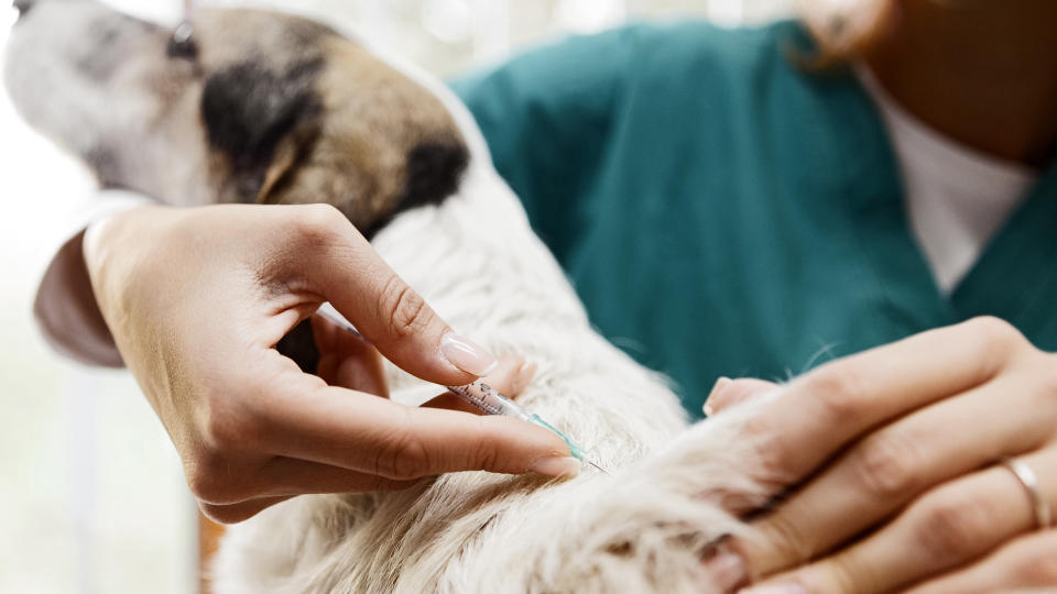 dog having vaccination