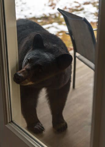 <p>Getty</p> A black bear cub standing on the wooden floor of the house yard during daytime with blurred background, Vermont.