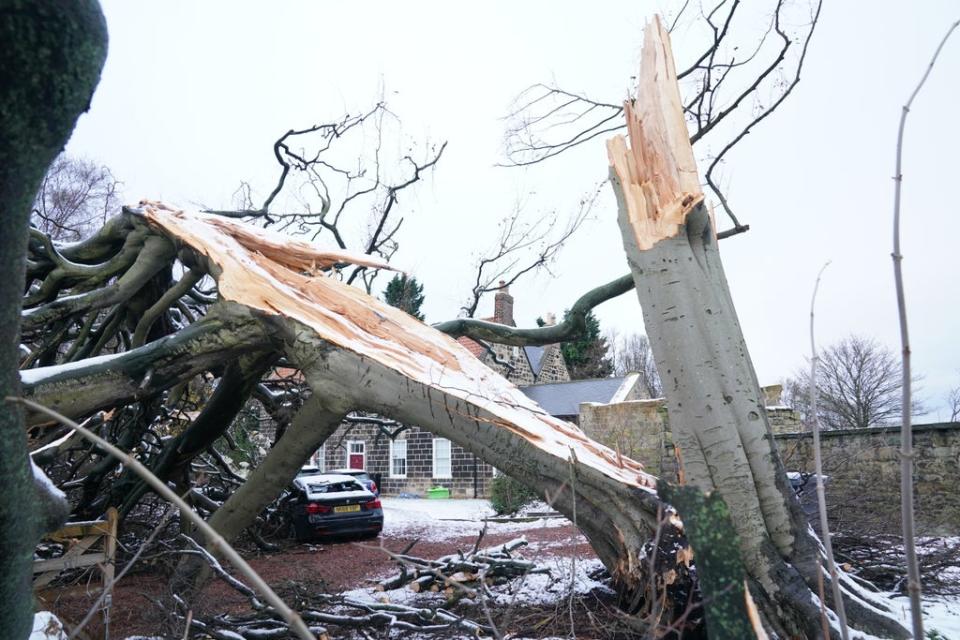 A fallen tree in New York in North Tyneside after Storm Arwen wreaked havoc (Owen Humphreys/PA)