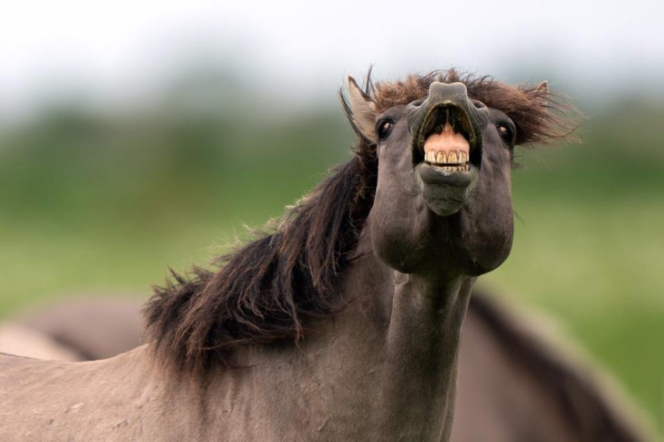 A Konik pony at Wicken Fen, where the breed helps create habitats for other species. (Joe Giddens/ PA)