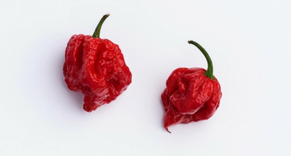 Este chili es el Carolina Reaper, considerado el más picante del mundo. (Créditos: Getty Images)