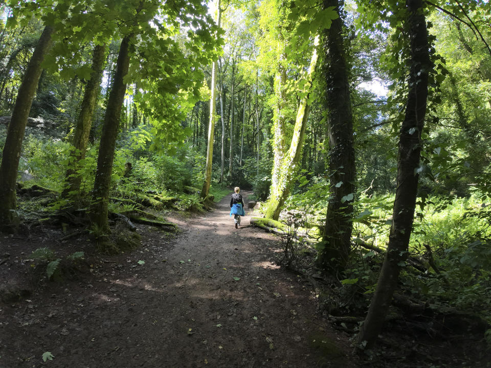 UK Woodland in the sun and shade with ultra-wide field of view