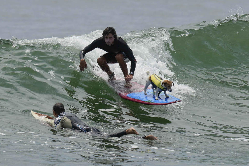 Mauro Canella and his dog Efruz surf in San Bartolo, Peru, Thursday, Jan. 25, 2024. (AP Photo/Martin Mejia)