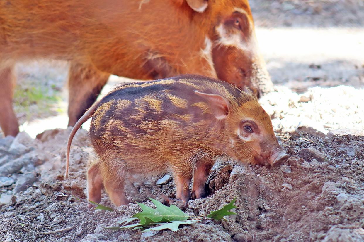 red river hog piglet with his mother