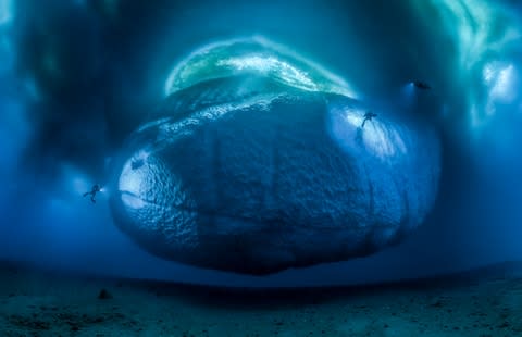 The view from beneath an iceberg - Credit: LAURENT BALLESTA/WILDLIFE PHOTOGRAPHER OF THE YEAR