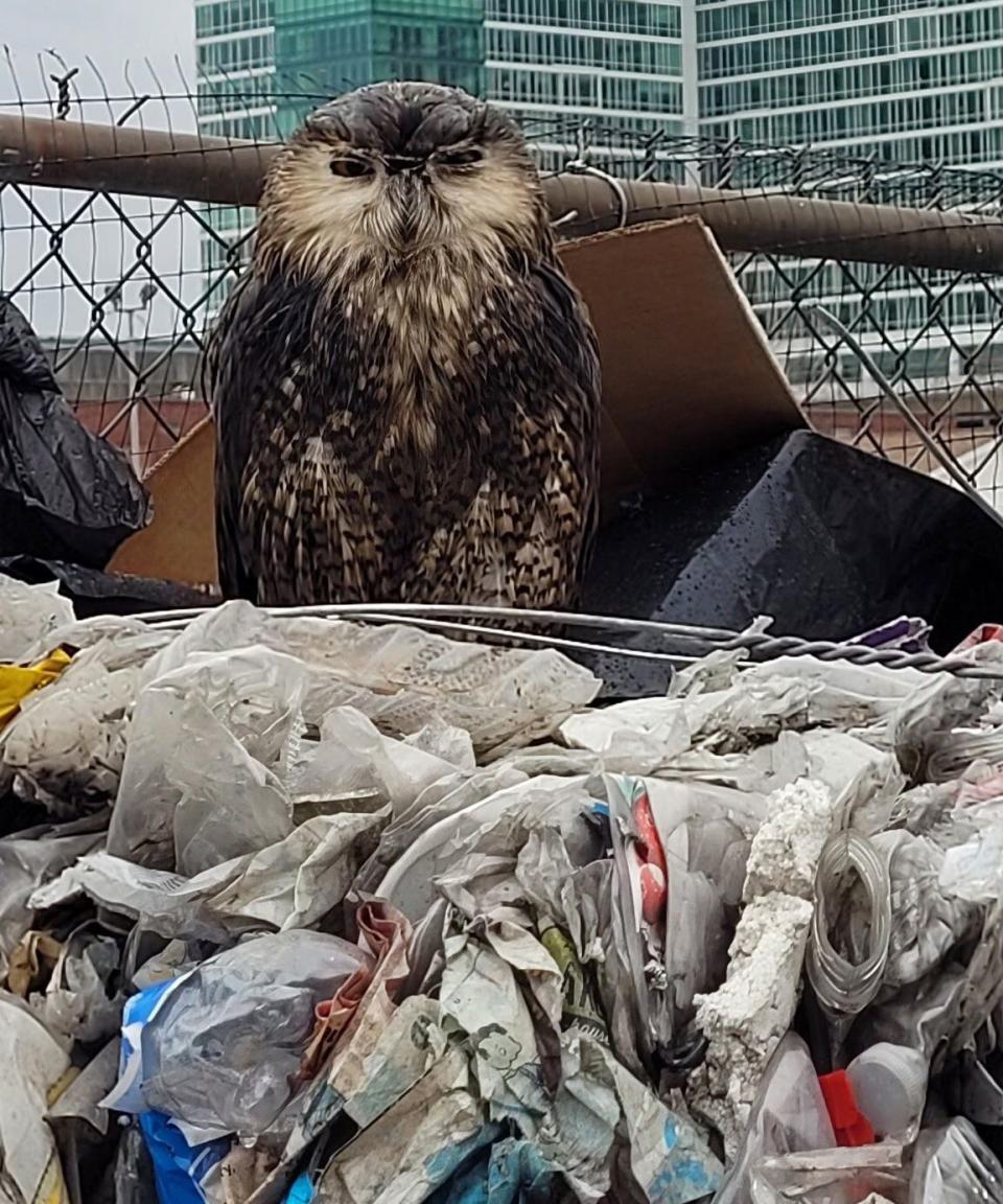 A snowy owl, its feathers covered with diesel oil, stands on a mound of material at a Milwaukee recycling center. The bird was captured and is being treated at the Wildlife Rehabilitation Center of the Wisconsin Humane Society in Milwaukee.