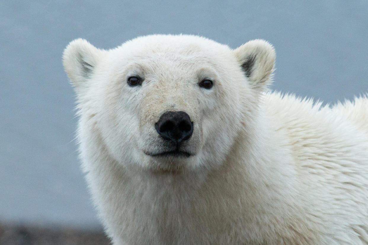 Polar Bear posing for the camera on the beach in Northern Alaska