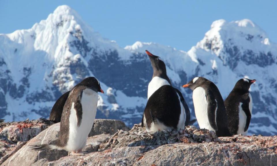 Penguins in Goudier