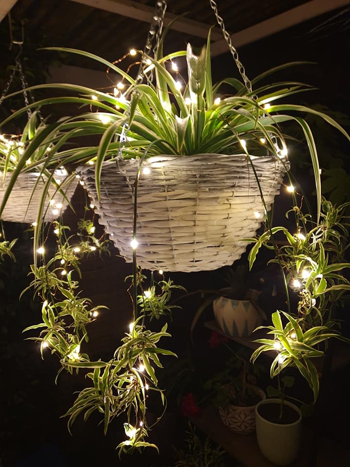 Kmart lights and plant