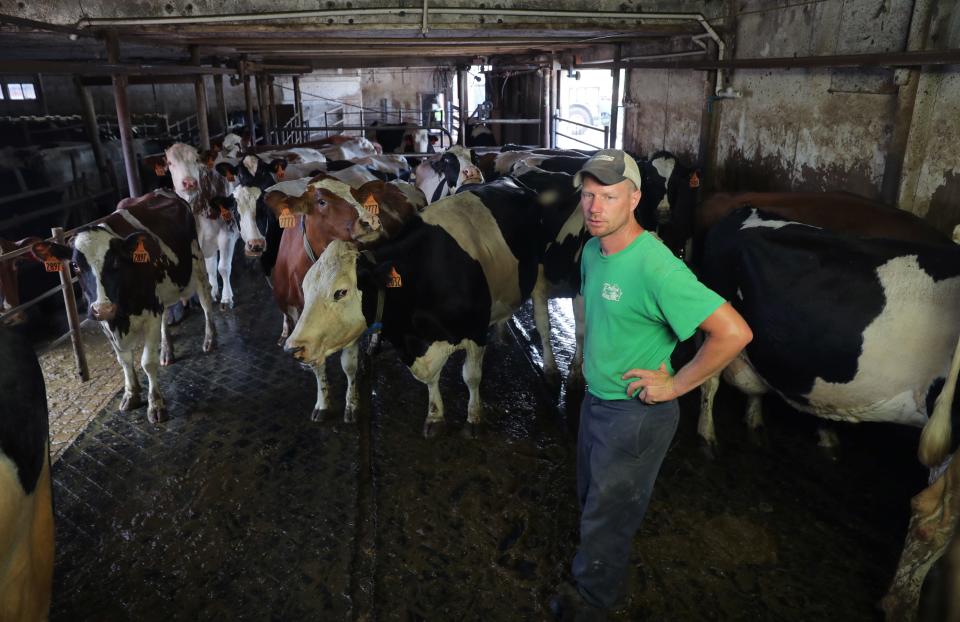 Rick Roden monitors cattle as they move into a milking station at the dairy farm his father, Bob Roden, and he own south of Newberg in the Town of Trenton.