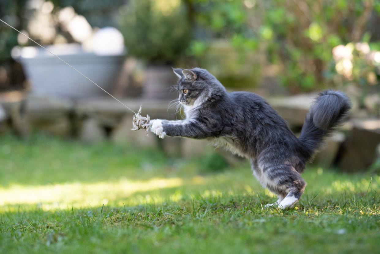 side view of a blue tabby maine coon cat outdoors in the back yard catching a catnip toy on a sunny day