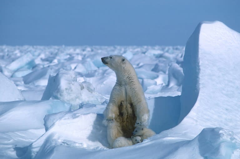 The National Petroleum Reserve in Alaska (NPR-A) is an ecologically important region for grizzly and polar bears, caribou (reindeer) and hundreds of thousands of migratory birds (Steven C. AMSTRUP)