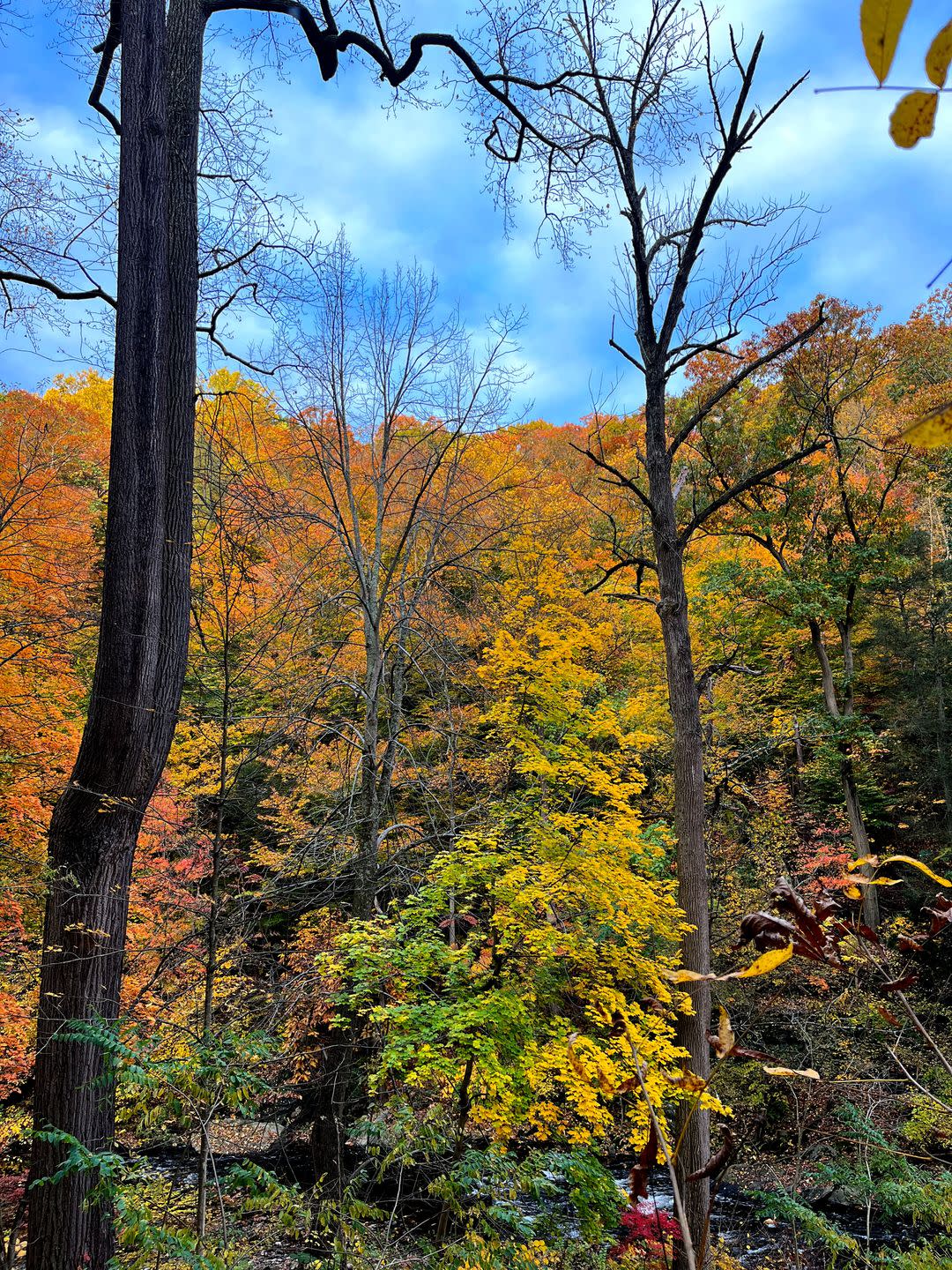 woods nature