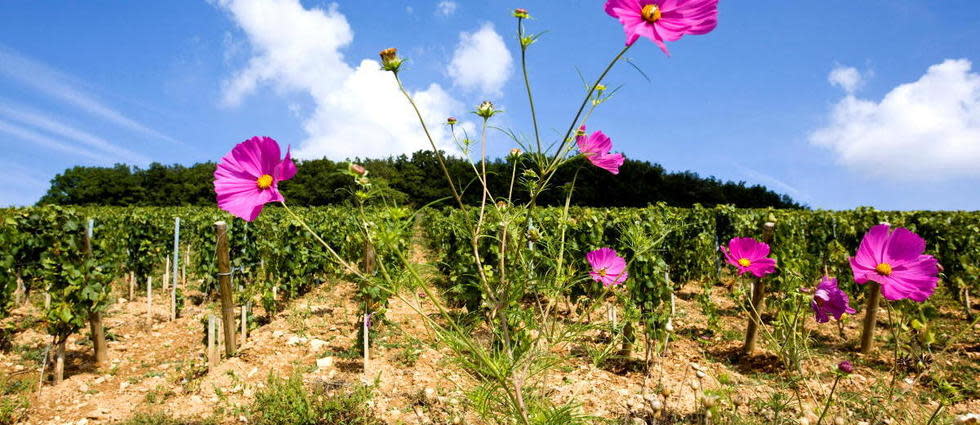 Le bio ou le biodynamique rend-il un vin bon, à cause d'un effet de halo positif ?
