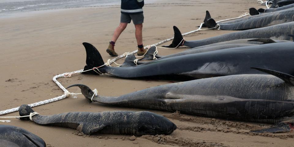 Carcasses of pilot whales line the west coast of Tasmania, on September 23, 2022.