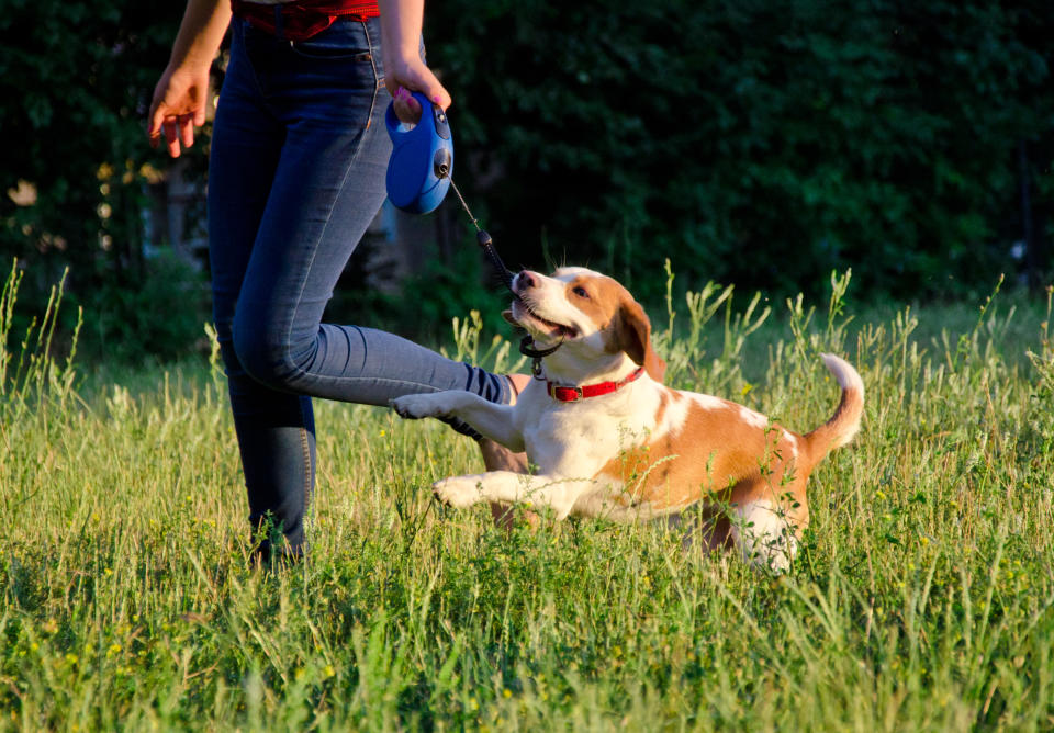 使用伸縮牽繩，雖然能靈活變換長度，讓狗狗享受自由探索的樂趣，但千萬要小心牽繩在急速下可能帶來的傷害。（示意圖／Getty Images）
