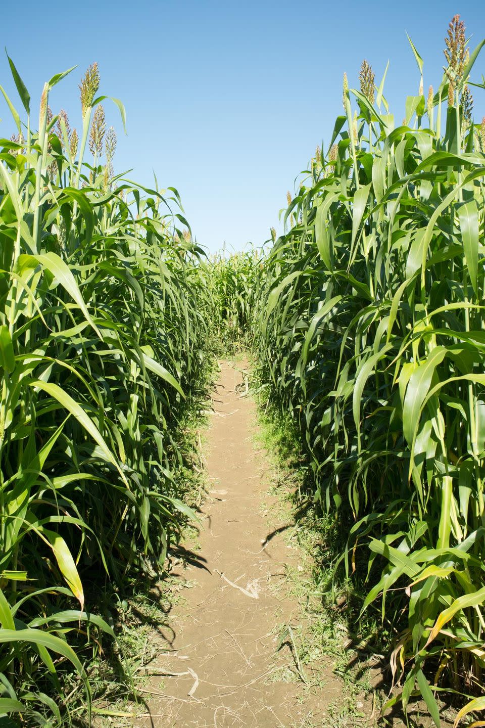 7) Get lost in a corn maze.