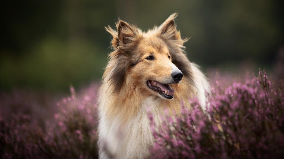 15. Lassie — Lassie Come Home