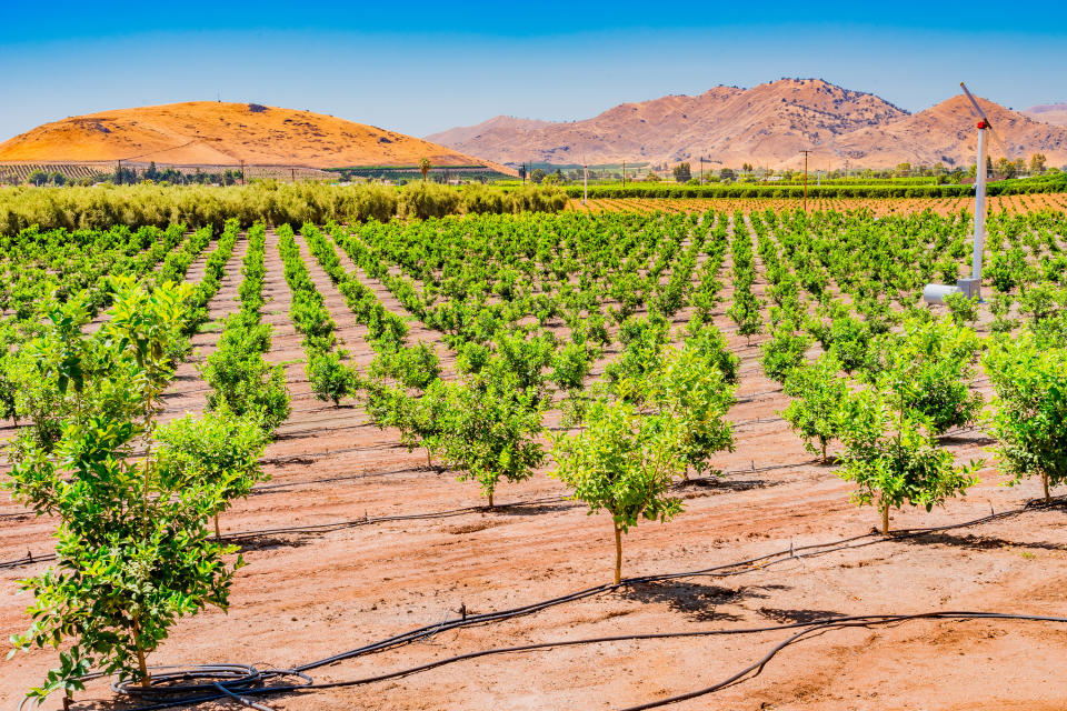 Large field of trees in a farm with windmills in the Fresno valley