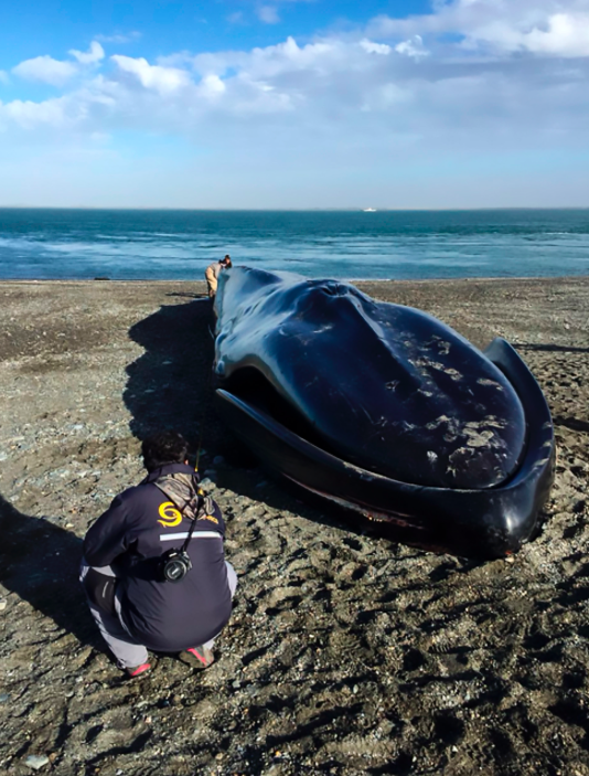 <em>Initial reports suggest that the whale could have died from an illness or possibly following a collision with a ship (CEN)</em>