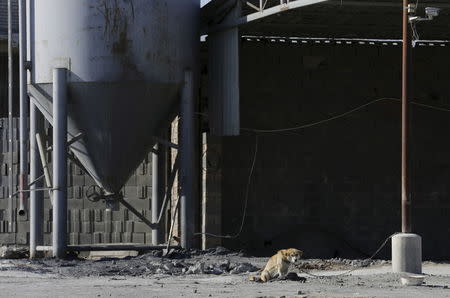 A dog is chained next to a stack of bricks, in a village on the outskirts of Beijing, China, January 18, 2016. REUTERS/Jason Lee